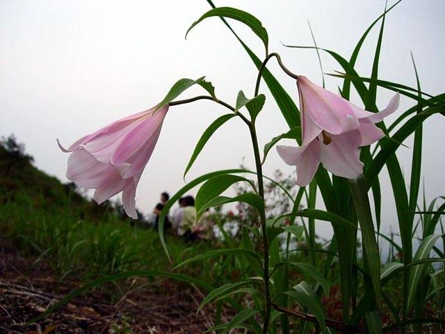 ヒメサユリの丘の画像 4枚目