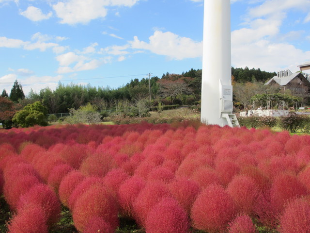 いわき市フラワーセンターの画像 1枚目
