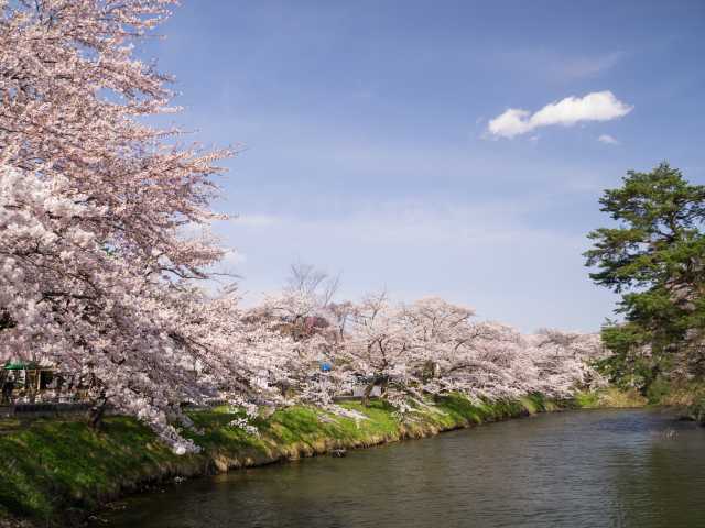 鶴ヶ城公園の桜の画像 3枚目