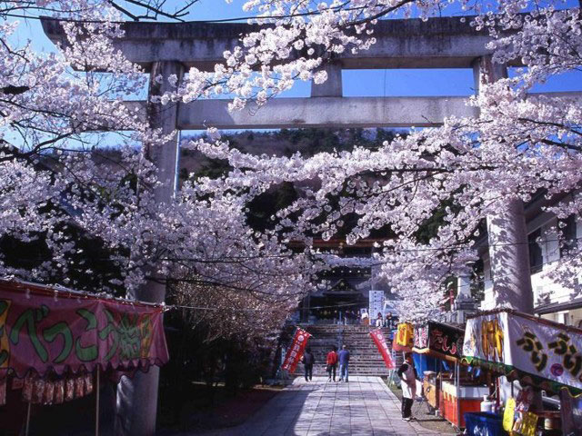 信夫山公園の桜
