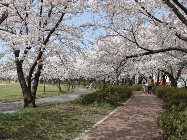 開成山公園の桜の画像 1枚目