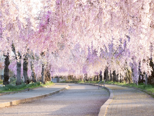 日中線しだれ桜並木の画像 1枚目