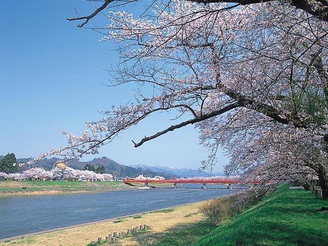 桧木内川堤のソメイヨシノの画像 1枚目