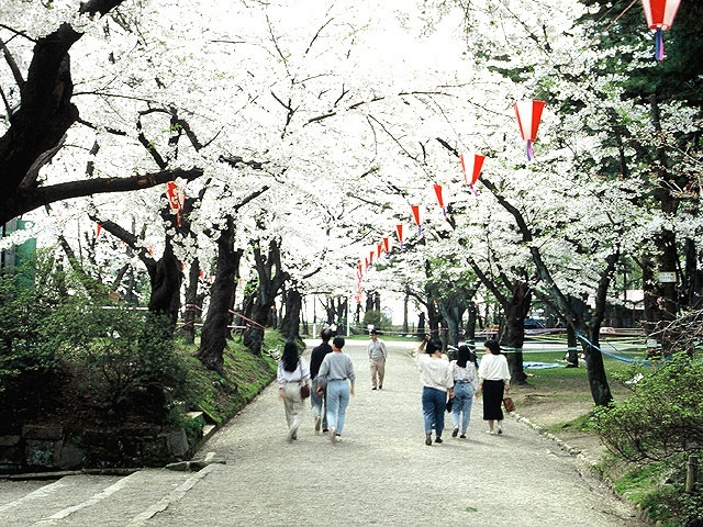 千秋公園桜まつり