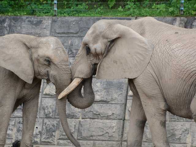 秋田市大森山動物園 あきぎんオモリンの森