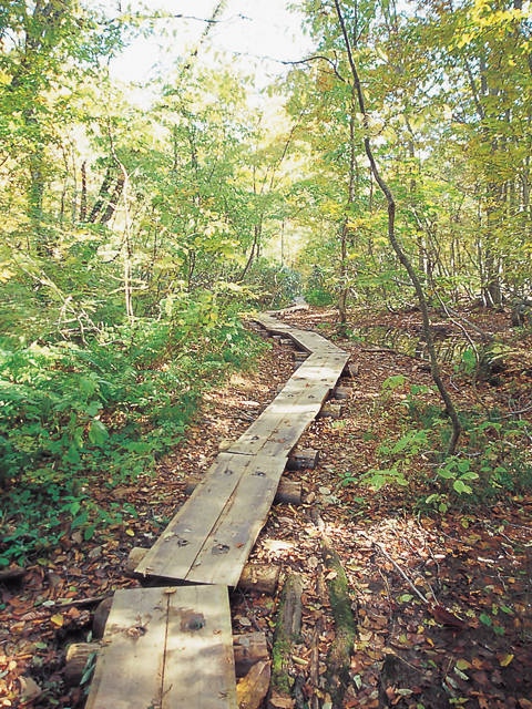 岳岱自然観察教育林の画像 3枚目