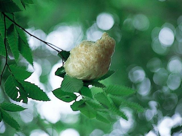 岳岱自然観察教育林の画像 4枚目