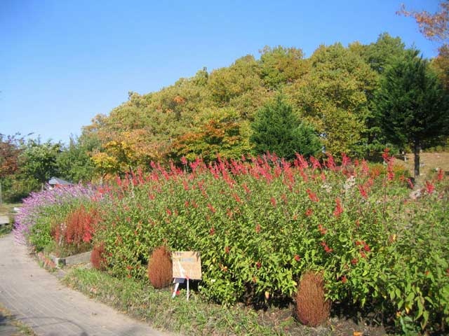 田沢湖ハーブガーデン ハートハーブの画像 3枚目