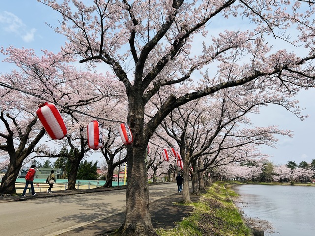 鷹巣中央公園の桜の画像 1枚目