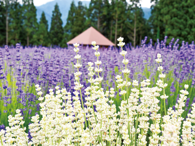 美郷町ラベンダー園の画像 1枚目