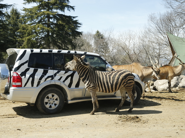 群馬サファリパークの画像 4枚目