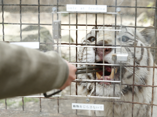 群馬サファリパークの画像 3枚目