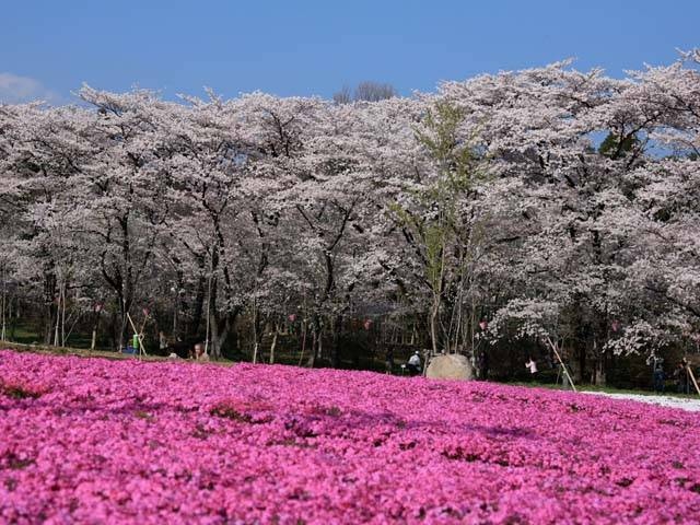 赤城南面千本桜の画像 3枚目