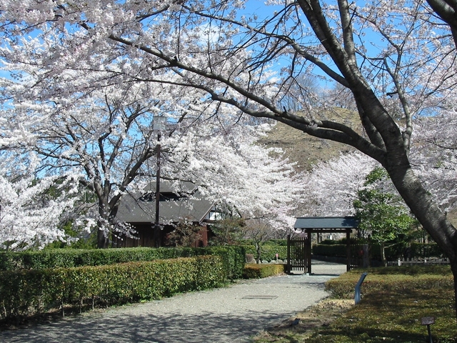 桜山公園の桜の画像 4枚目