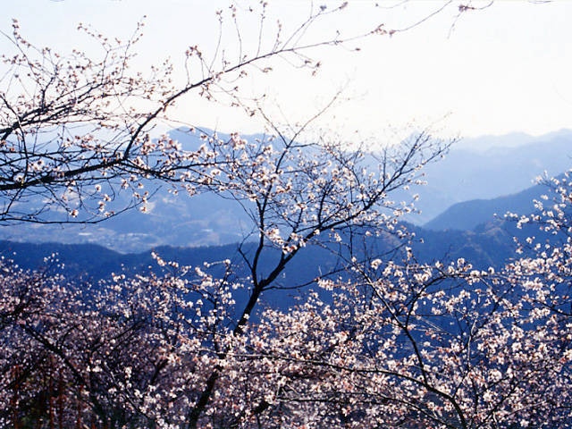 桜山公園の桜の画像 3枚目