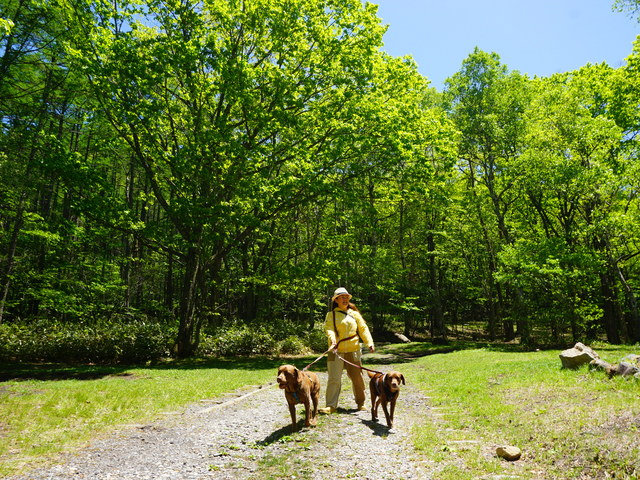休暇村嬬恋鹿沢キャンプ場の画像 4枚目