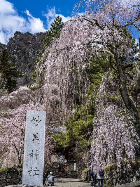 妙義神社のサクラの画像 1枚目