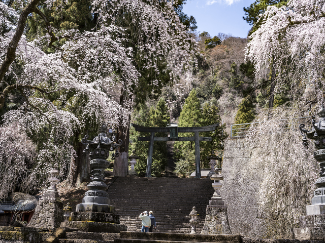 妙義神社のサクラの画像 2枚目