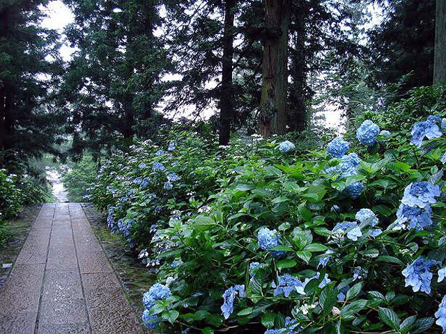 泰寧寺のアジサイの画像 1枚目