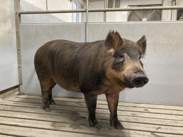 道の駅 上野の画像 4枚目