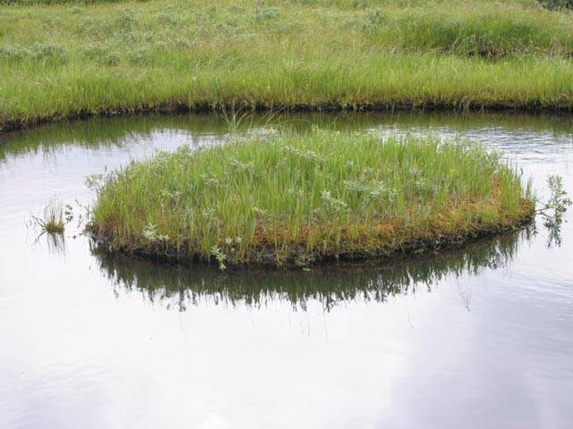 尾瀬・鳩待峠の画像 2枚目