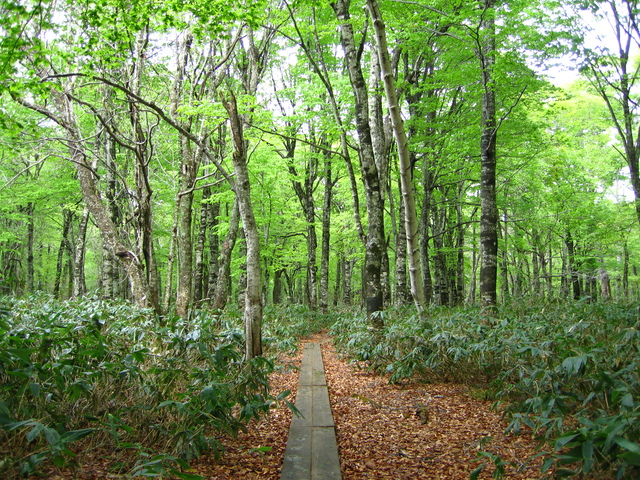玉原湿原の画像 2枚目