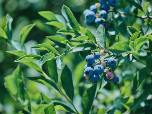 はなぶさ有機農園の画像 4枚目