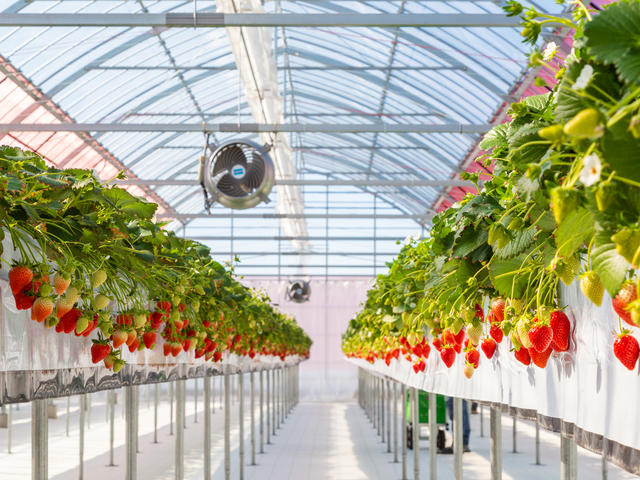 中野ストロベリーファームの画像 1枚目