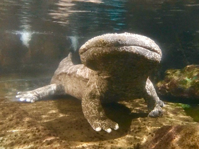 かすみがうら市水族館の画像 2枚目