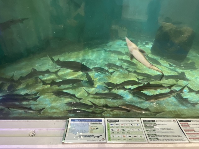 かすみがうら市水族館の画像 3枚目