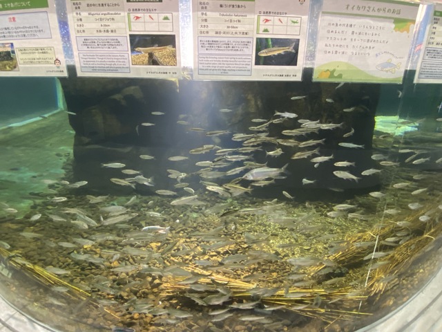 かすみがうら市水族館の画像 4枚目