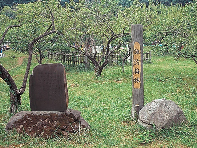 諏訪梅林の画像 1枚目