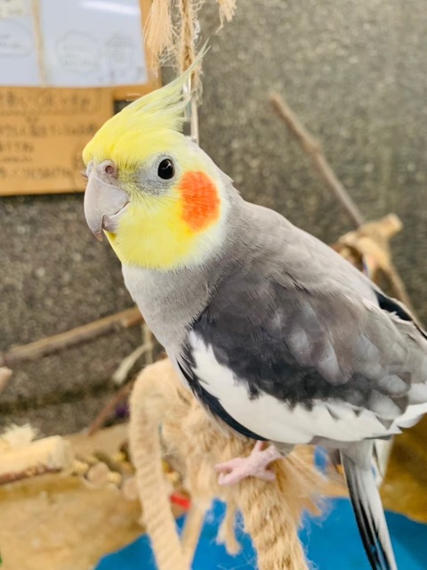 ダチョウ王国石岡ファームの画像 2枚目