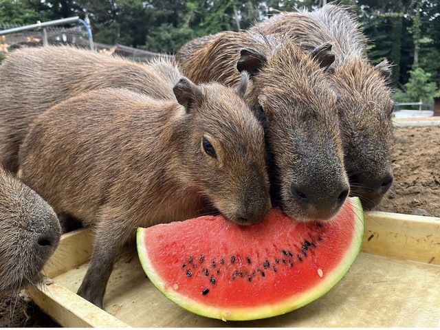 ダチョウ王国石岡ファームの画像 1枚目