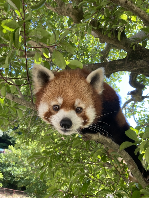 九十九島動植物園森きららの画像 1枚目