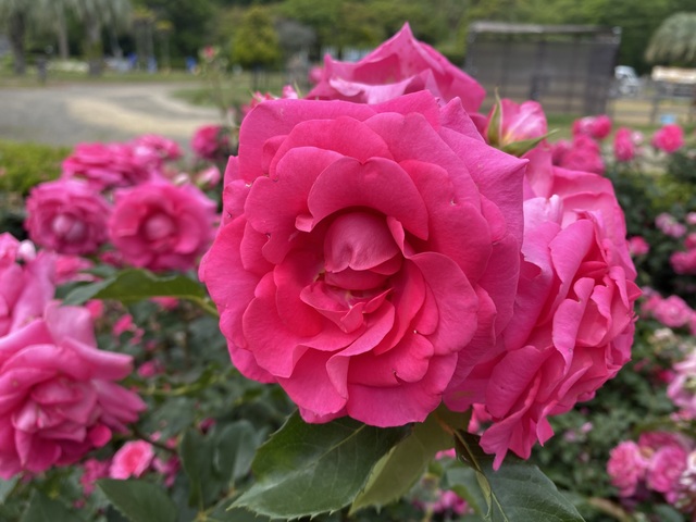 九十九島動植物園森きららの画像 4枚目