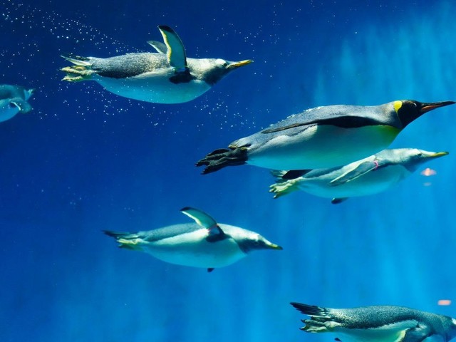 長崎ペンギン水族館の画像 3枚目