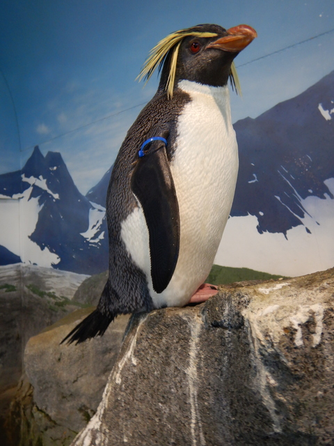 長崎ペンギン水族館の画像 2枚目