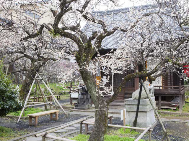 梅園身代り天満宮の画像 4枚目
