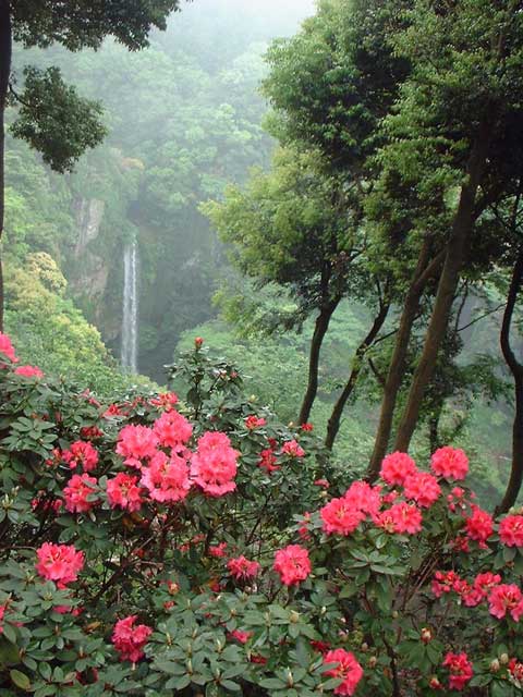裏見の滝自然花苑 しゃくなげ園