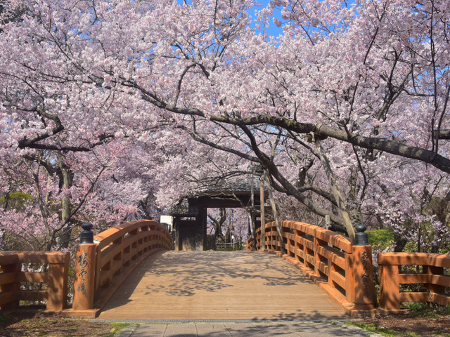 高遠城址公園の画像 1枚目