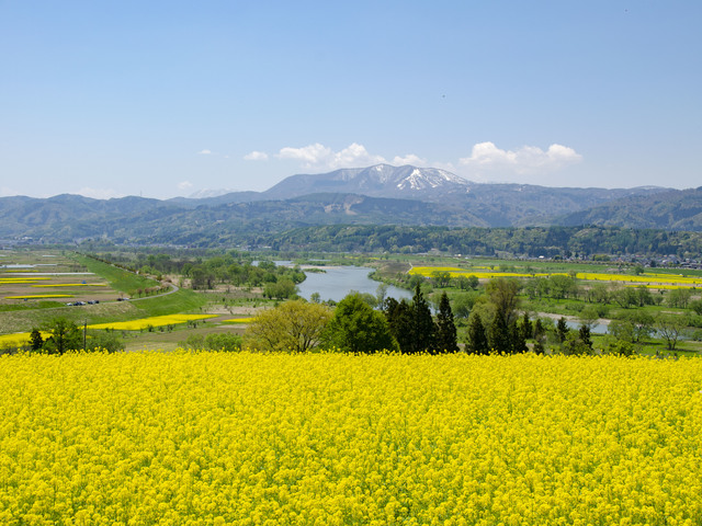 菜の花公園の画像 1枚目