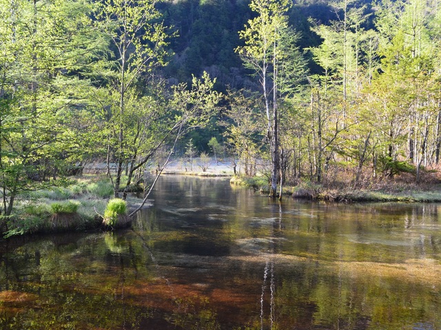 田代池の画像 1枚目