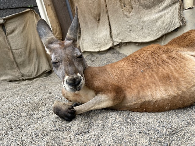 須坂市動物園の画像 1枚目
