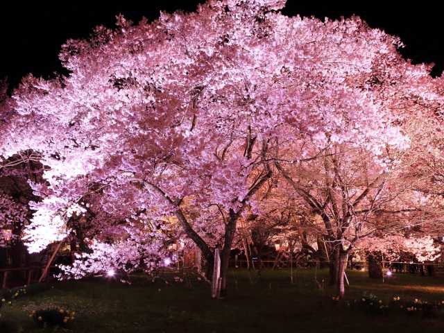 高遠城址公園の桜の画像 3枚目
