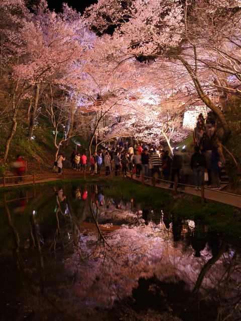 高遠城址公園の桜の画像 4枚目