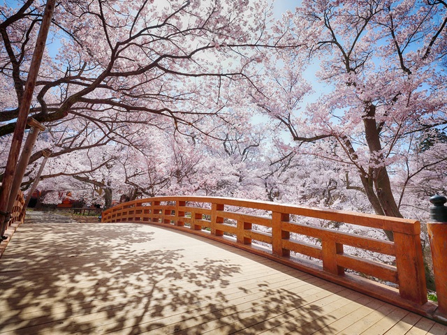 高遠城址公園の桜の画像 1枚目