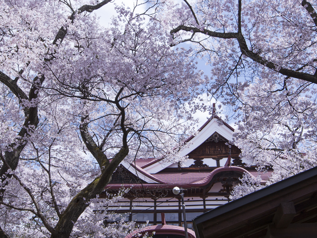 高遠城址公園の桜の画像 2枚目