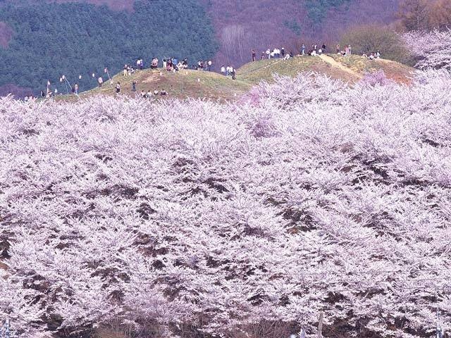 弘法山古墳の桜の画像 1枚目