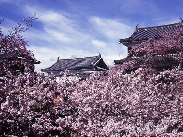 上田城跡公園の桜の画像 1枚目